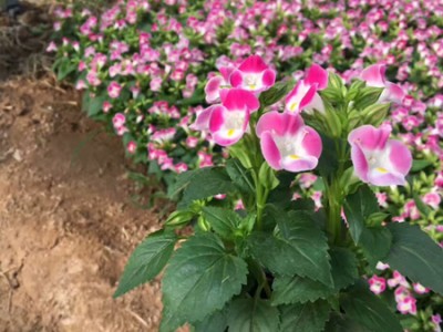 不同種類花卉對(duì)肥料的需求有哪些差異？